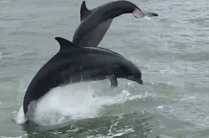 Island Dolphin Tours