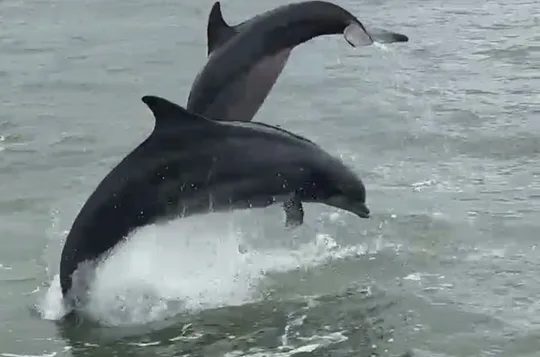 Island Dolphin Tours