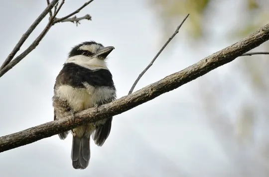 Guided Birding Tour in Uxuxubi