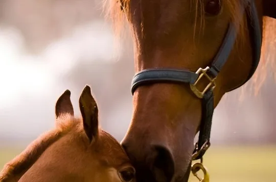 Ocala Horse Farm Insider Tour of Three Local Farms