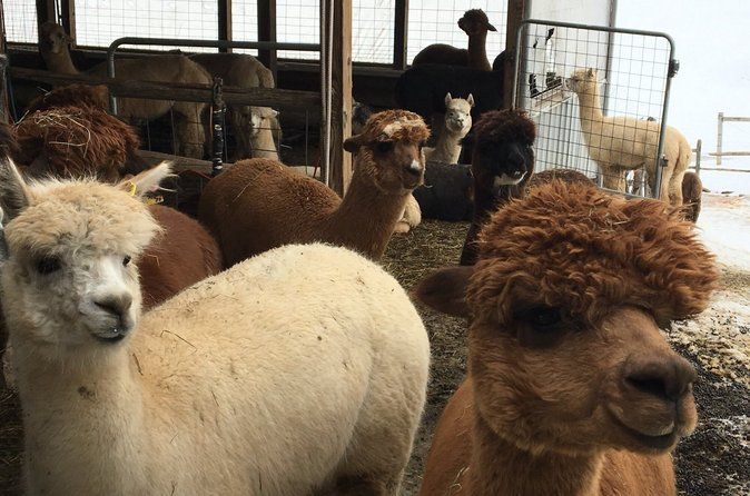 Alpaca Farm Tour in Bloomfield