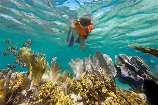 Puerto Morelos Reef Snorkeling with Private Transportation
