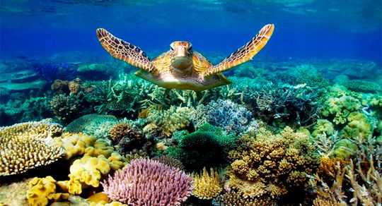 Miami to Key West Day Trip with Glass Bottom Boat Cruise