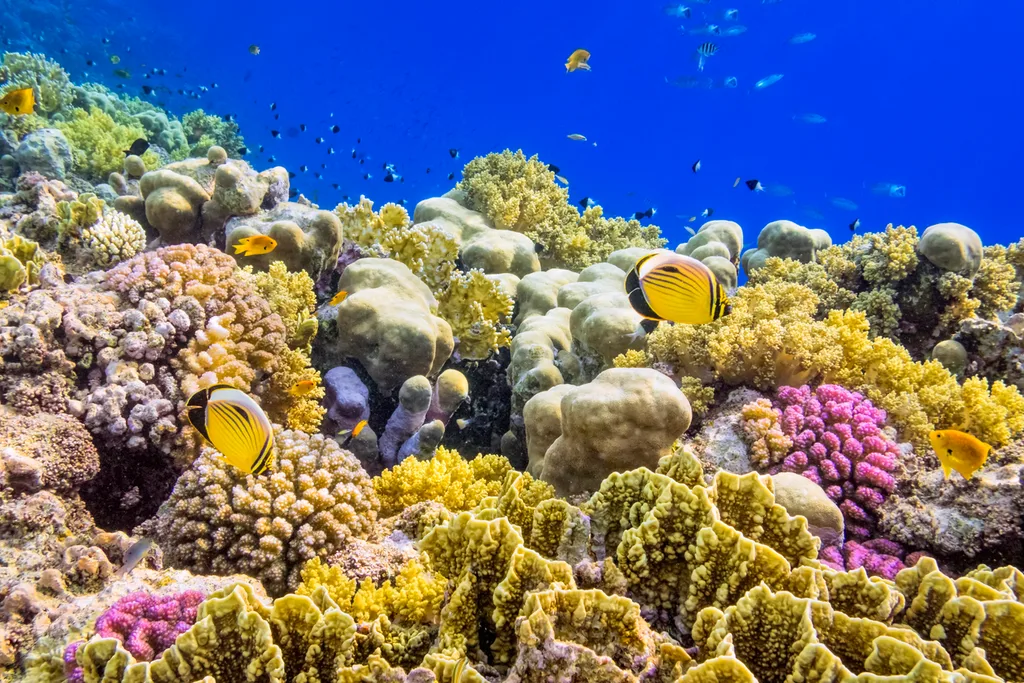 Colorful Coral Reef on Red Sea nearby Marsa Alam